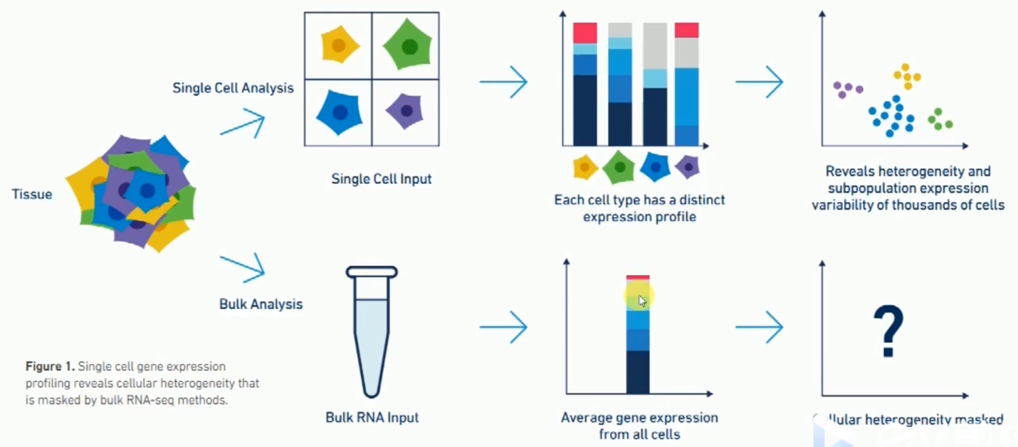 单细胞测序学习一