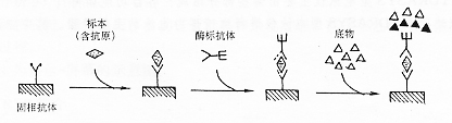 酶联免疫吸附实验法