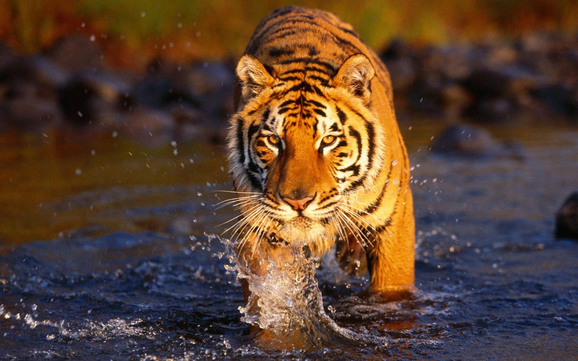 如何学习 - 牛奔 - 博客园