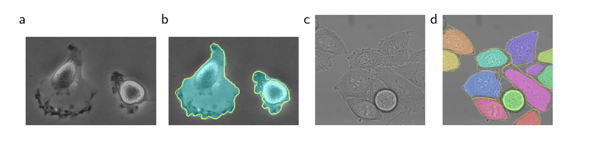 图4：ISBI 细胞跟踪挑战赛上的结果。(a)“PhC-U373”数据集的一张输入图像的一部分。(b)分割结果（蓝绿图像块）和实际结果（黄色边框）。（c）“DIC-HeLa”数据集的输入图像。(d)分割结果（随机颜色的图像块）和实际结果（黄色边框）