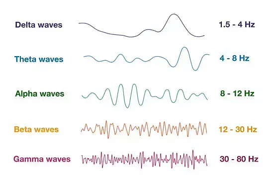 δ波(delta / δ wave)θ波(theta / θ wave)α波(alpha / α wave)