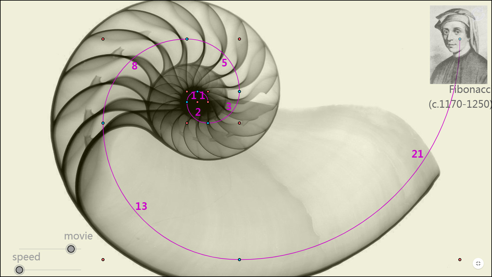 Спираль Фибоначчи в природе ухо
