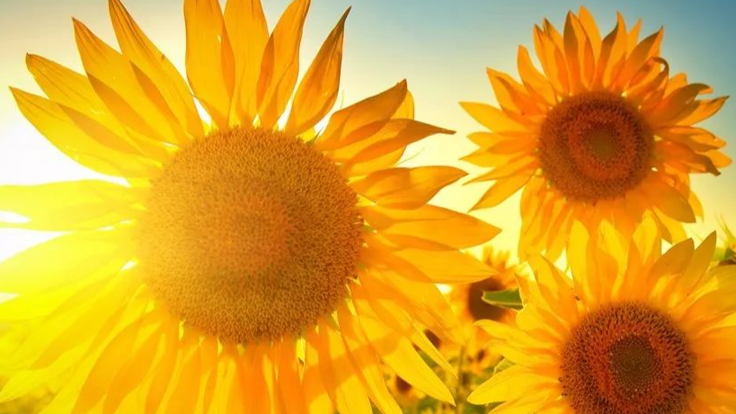 Internet1 http协议简单介绍