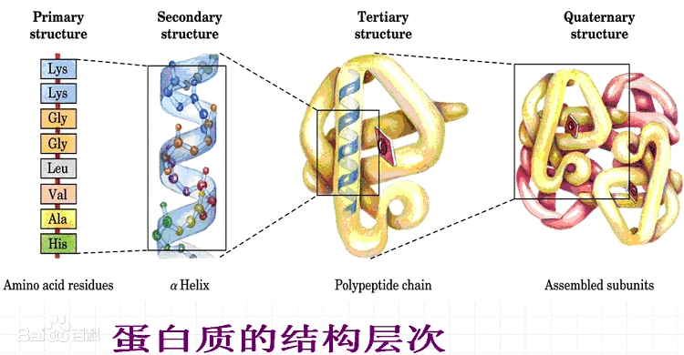 蛋白质结构是指蛋白质分子的空间结构