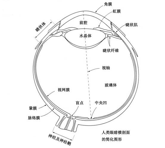 人眼示意图图片