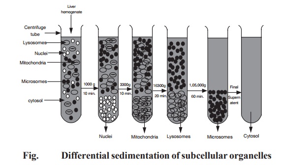 Differential_centrifugation