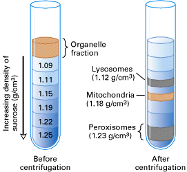 Equal_density_zone_centrifugation2