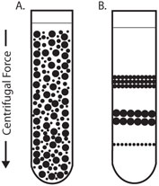 Equal_density_zone_centrifugation3