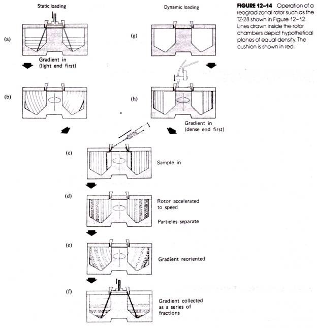 Reograd_Zonal_Rotors1