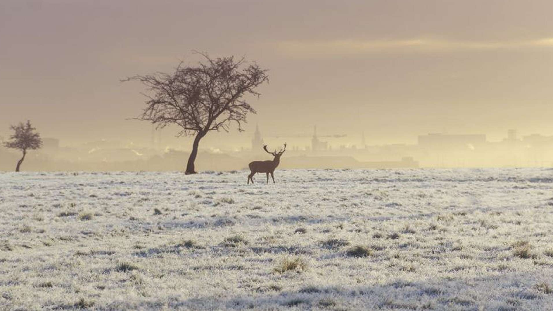 茶末Vol.3：雾气中的鹿