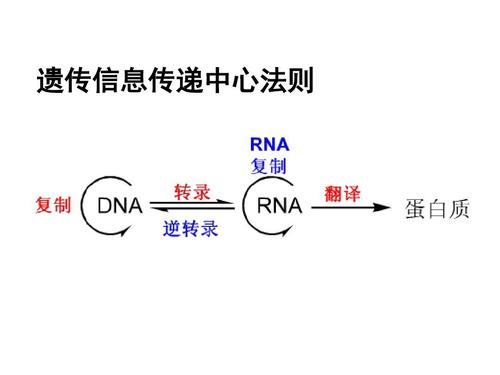 目的基因反向连接图片