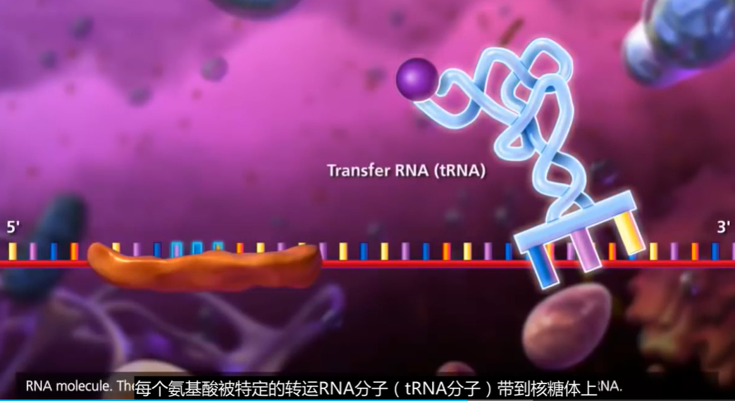 在延伸工程中,單個氨基酸分子通過trna分子傳遞到mrna鏈上,該過程涉及