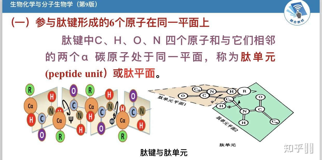 二級是主鏈局部的空間結構,不涉及氨基酸殘基側鏈的構象 結構鍵是