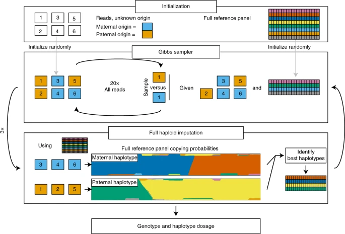 文献阅读 | Rapid genotype imputation from sequence with reference panels ...