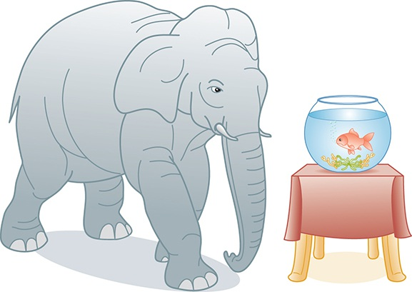 FIGURE 18.3 The price of a goldfish pales in comparison to the price of an elephant
