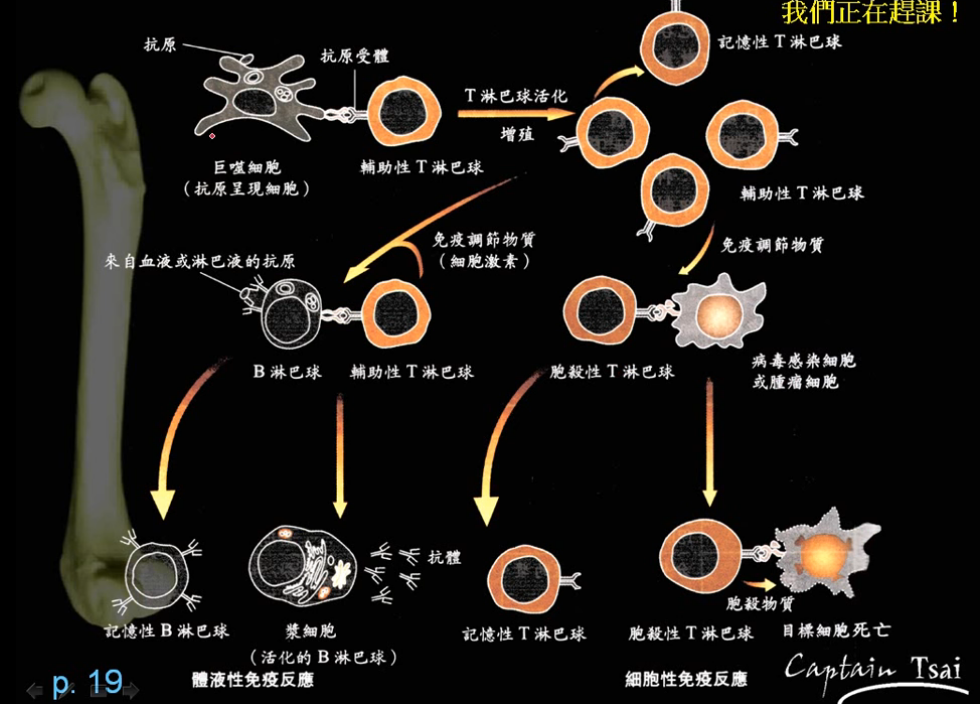 學習筆記免疫過程