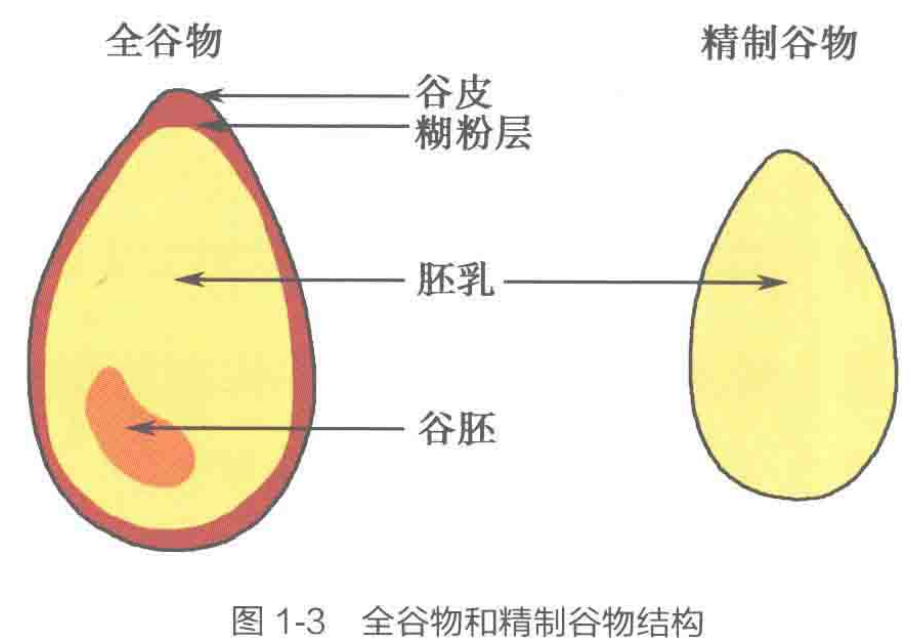 全谷物与精致谷物结构