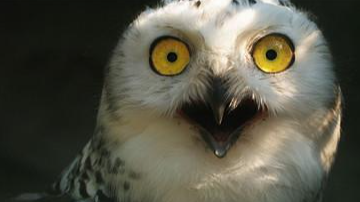 你一定不知道的Unsafe用法