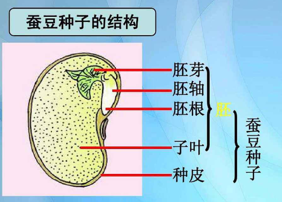 芽轴发育成什么图片