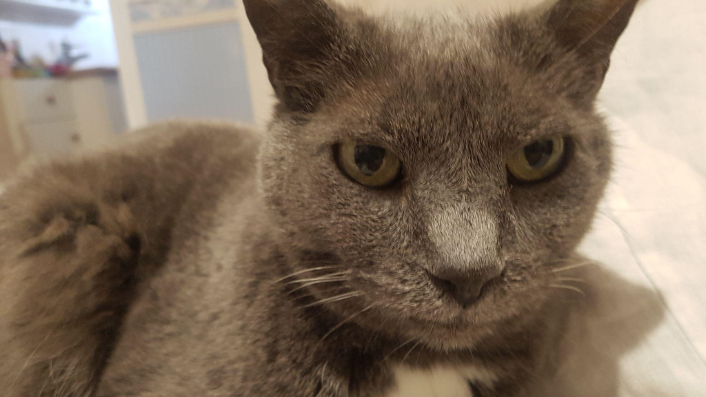 [转载] 我的猫猫图灵完备吗? 附xkcd漫画翻译一则