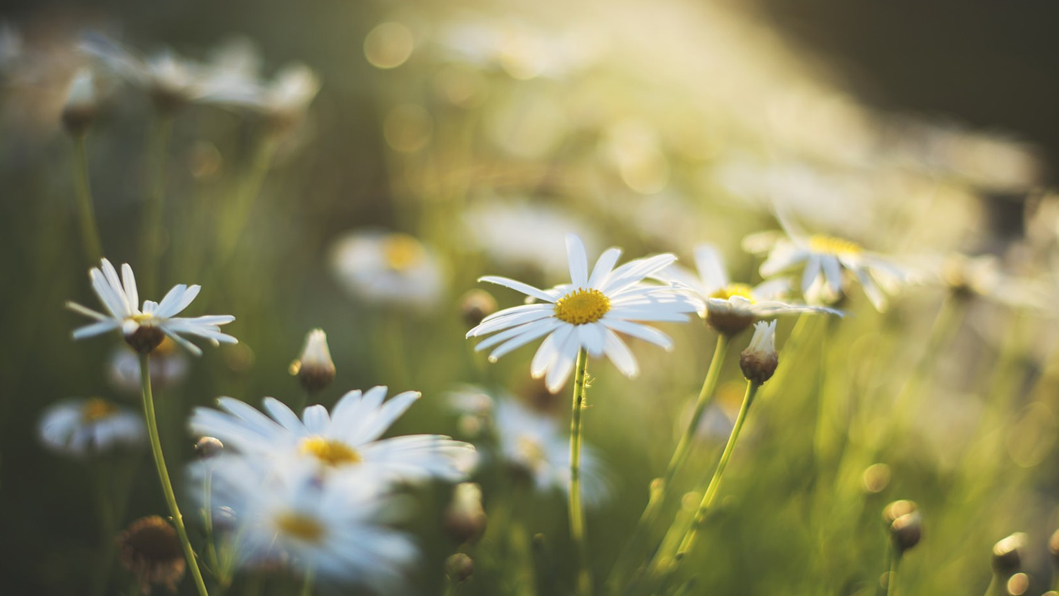 初来乍到丨入住博客园