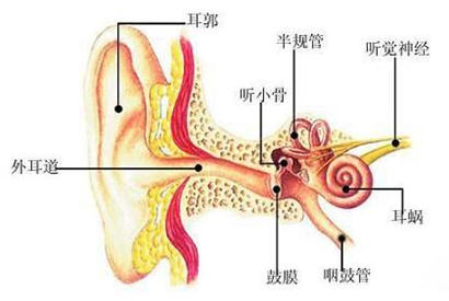 人耳结构