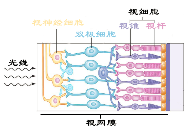 视网膜