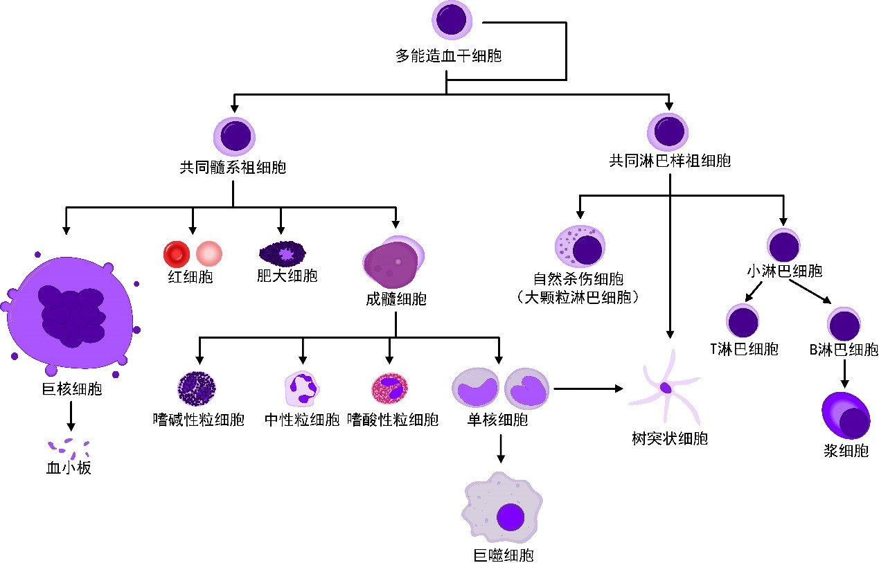 免疫系统 