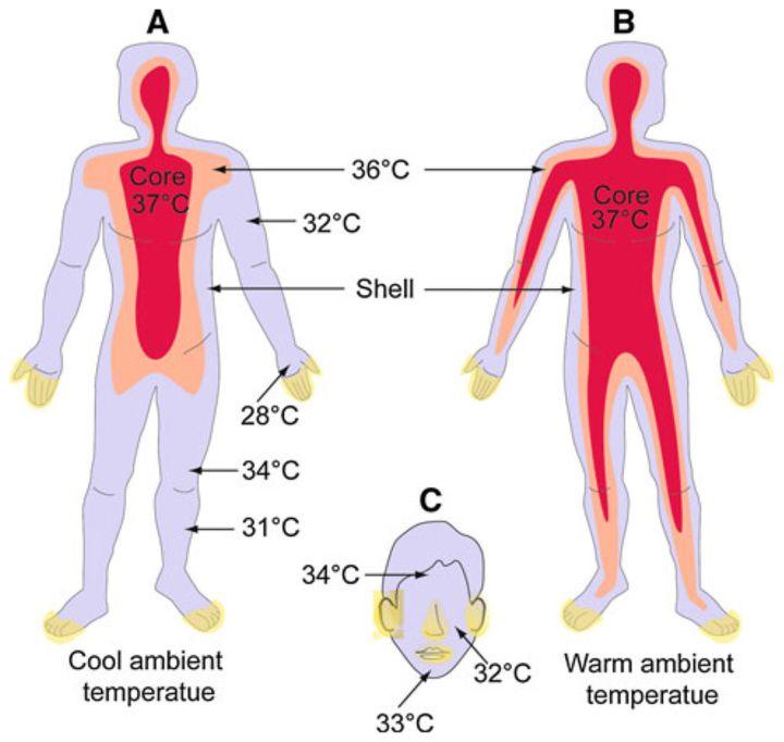 人类要“凉凉”了？斯坦福大学研究：体温平均每十年下降 0.03 摄氏度