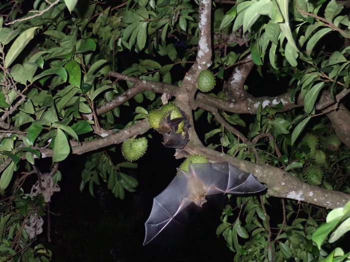 美建议暂停所有涉蝙蝠研究 防止动物被人传染新冠病毒