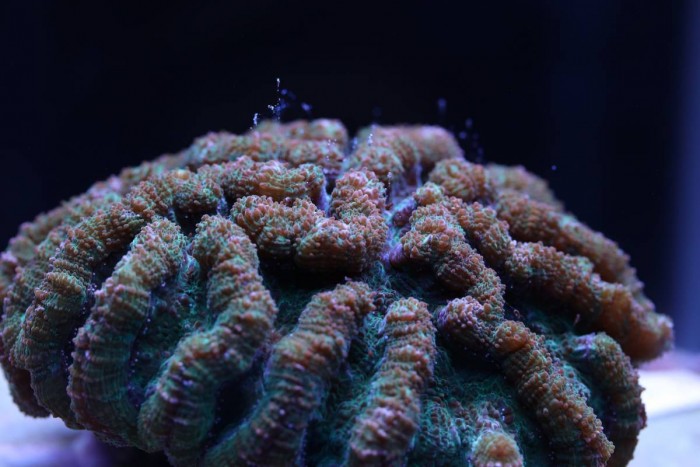 科学家在珊瑚育种取得的突破有助于拯救濒临灭绝的珊瑚礁