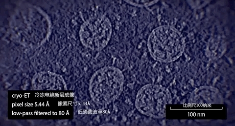 清华团队曝光“新冠病毒”3D 高清结构照！这个恶魔已感染 1 亿地球人