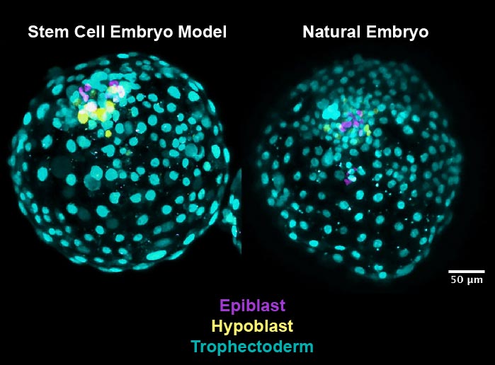 Stem-Cell-Embryo-Model.jpg